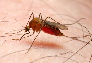 Vivax malaria
